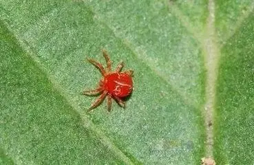 红蜘蛛对人体会有什么影响-红蜘蛛对人体会有什么影响,红蜘蛛,对,人体