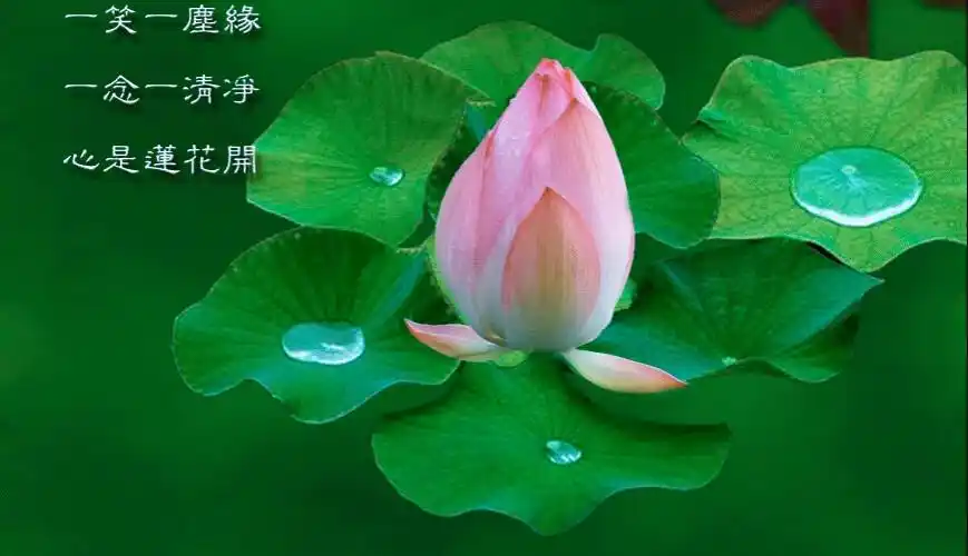 心如莲花