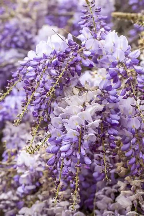 紫色花的奥秘:十种最美丽的紫色花