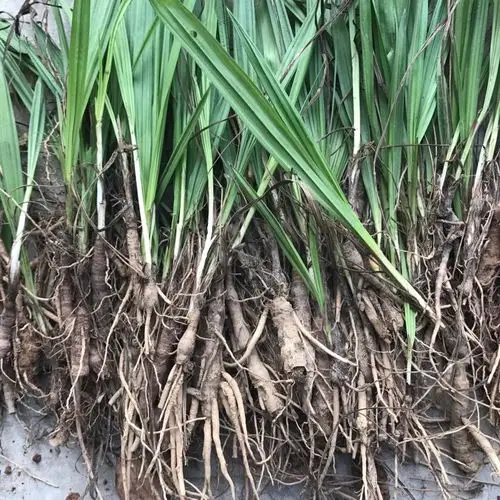 周君产地供应仙茅_中药材天地网