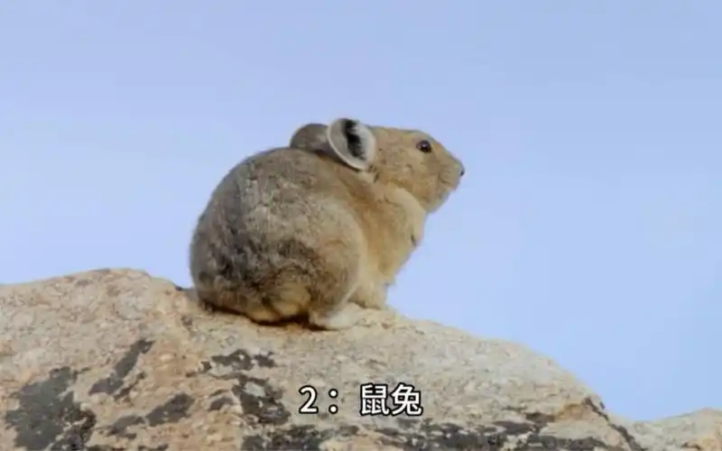 五类濒临灭绝的可爱动物