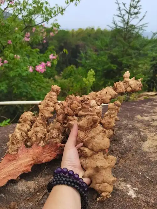 金刚中药材山上现挖菝葜藤根藤铁菱角煲汤泡酒其他药食同源食品