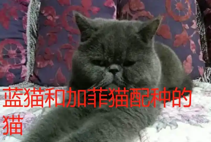 交配的是杂交猫,而不是任何品种,它可能有加菲猫的扁平脸和蓝猫的皮毛