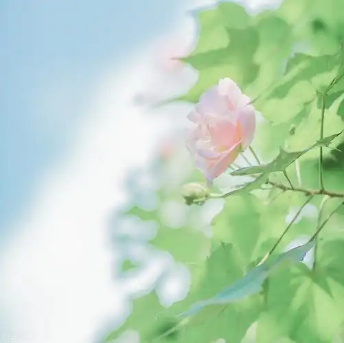 描写春天的神仙文案 | 唯美浪漫意境精辟短句子,优美文艺个性签名