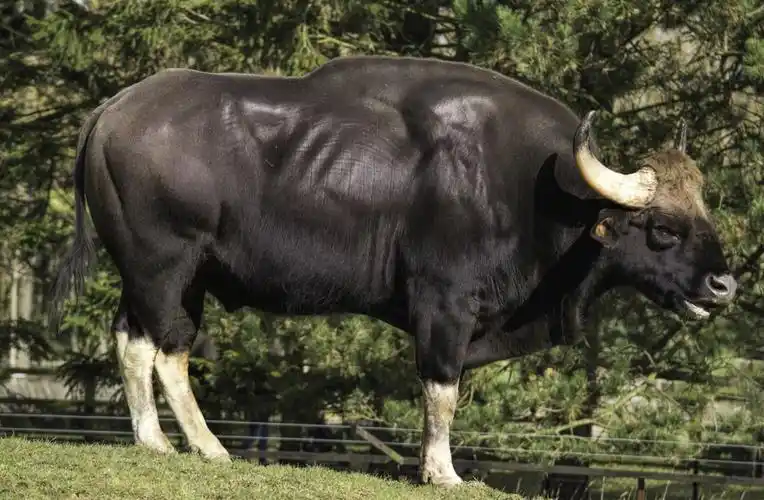 云南现世界最大体型的牛:印度野牛 - 社会 - 新华经济网