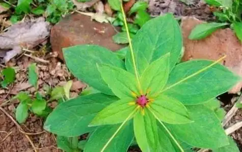 草河车的药品简述