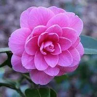 微信头像图片大全花朵唯美【点击鼠标右键下载】