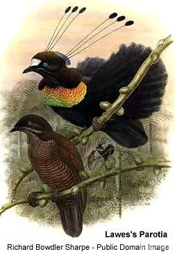 胸前自带"电子屏"的劳氏六线风鸟