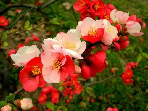 东洋锦复色海棠