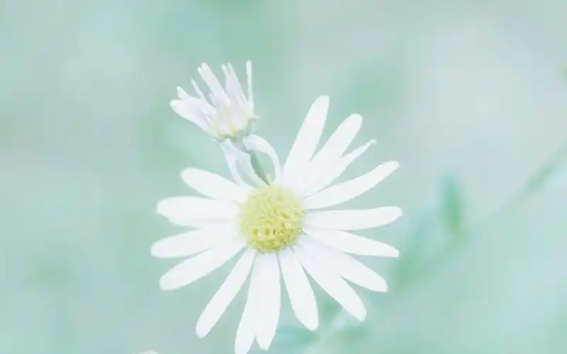 小清新护眼高清电脑桌面壁纸图片高清大图预览1920x1200_风景壁纸下载