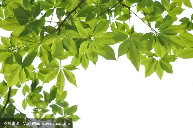 木棉树叶在细枝背景上