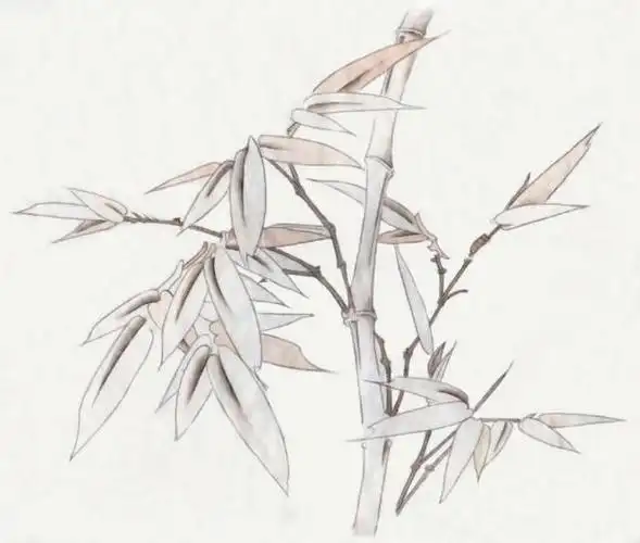 工笔玉簪花和竹子的染色步骤