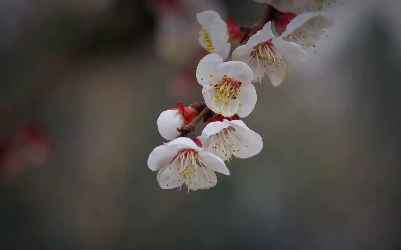 树枝上纯白杏花图片电脑高清桌面壁纸