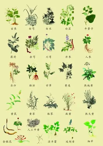 中草药素材