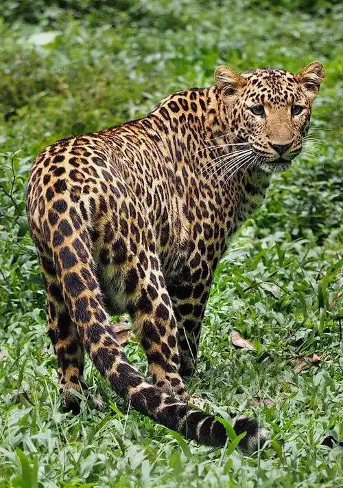 盘点世界上豹子的种类_猎物_生活_哺乳动物