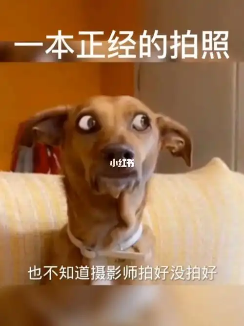 搞笑配音这狗一本正经拍照表情确实到位