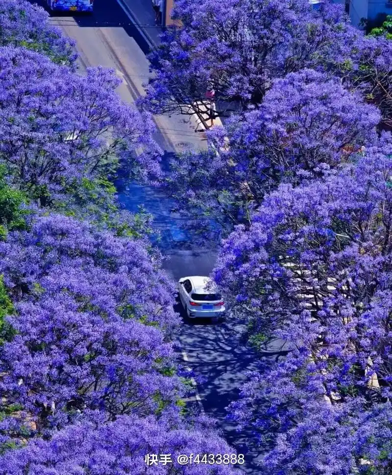 蓝花楹花语:"在绝望中等待爱情,虽败犹荣!"因为蓝花楹会在 - 抖音