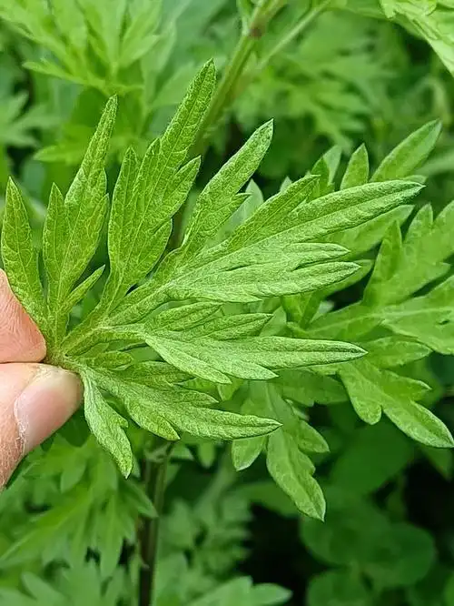 艾草长这个样子的