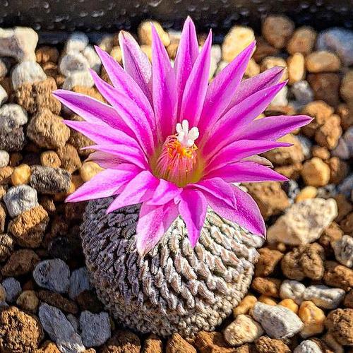 红花精巧丸殿自根萝卜稀有品种仙人球实生开花多肉植物