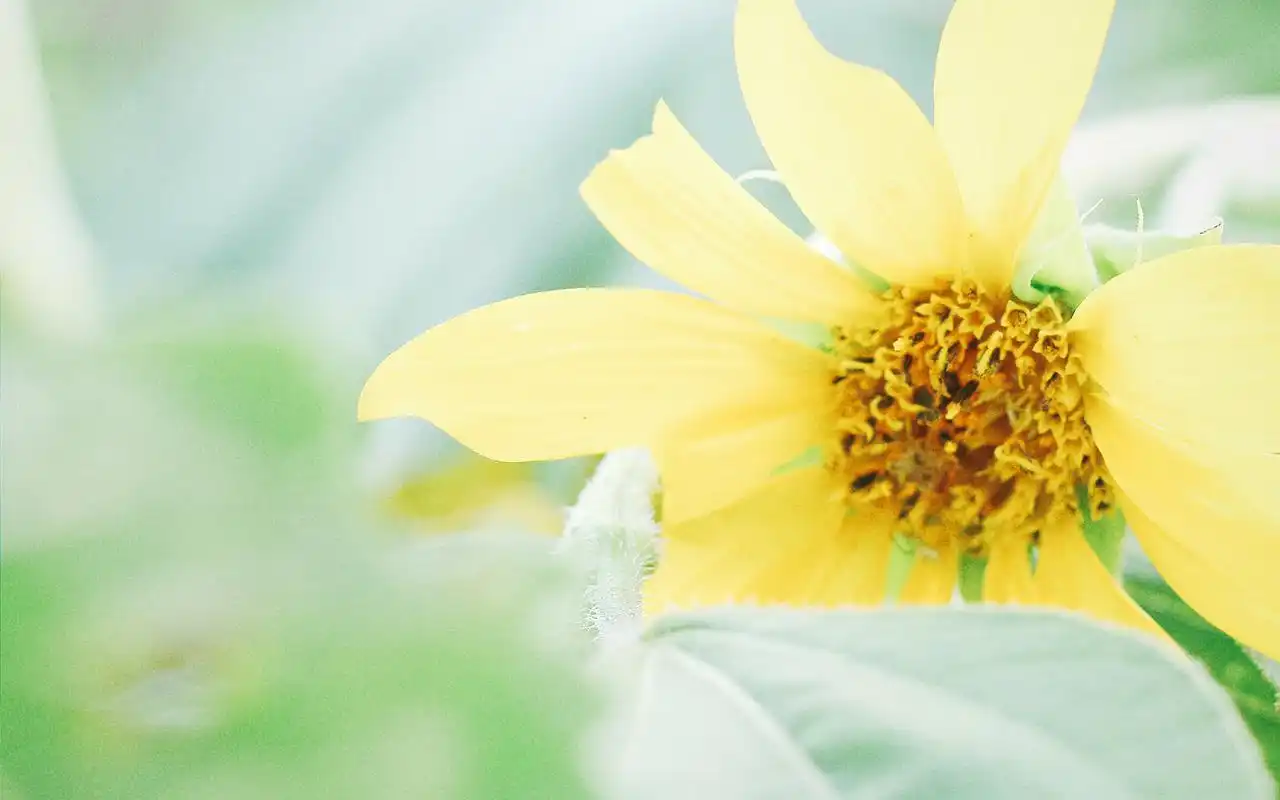 绿色小清新植物电脑桌面壁纸