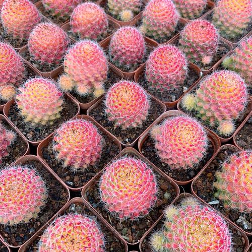 红娜丸仙人球红色稀有品种自根仙人掌类植物多肉花卉防辐射小盆栽【聚