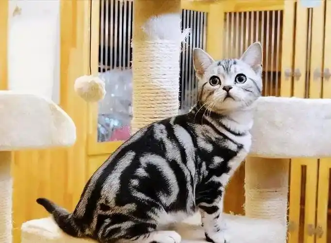 英短和美短串出来的猫,英短和美短猫哪个好?