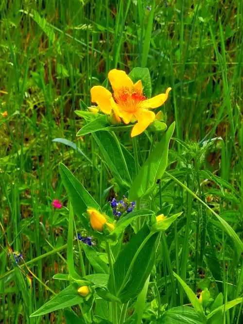 黄海棠内蒙古大兴安岭北部林区野生花草拍摄于呼伦贝尔市根河市满归