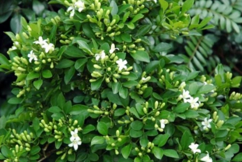 九里香树姿秀雅,四季常青,开花洁白而芳香,是优良的盆景材料!