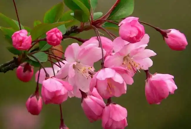 海棠花的种类有哪些?