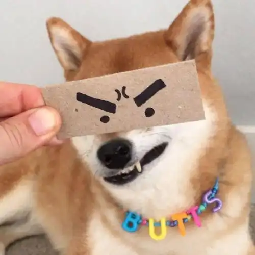 治愈萌宠动物头像 盛意以江河 江河不及你_祝福