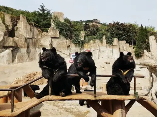 青岛东方熊牧场