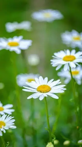 用绿色的壁纸保护眼睛