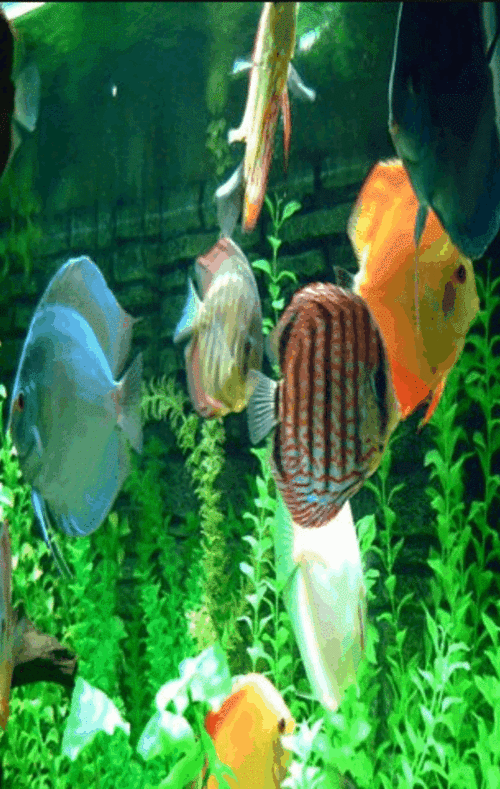 鱼水情动图欣赏