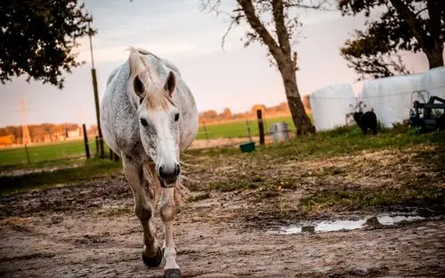 首页 动物与鸟 马 马前视图,步行 壁纸 / 1680x1050 壁纸下载  cn.