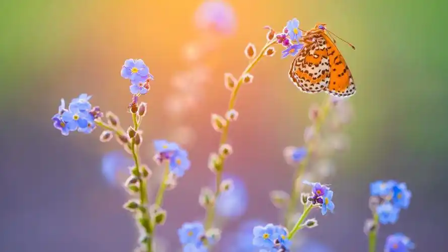 清新好看蝴蝶壁纸_超美的可爱蝴蝶