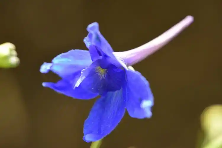 大青山野草翠雀别名飞燕草,属多年生草本植物,开花为蓝色,因其花形