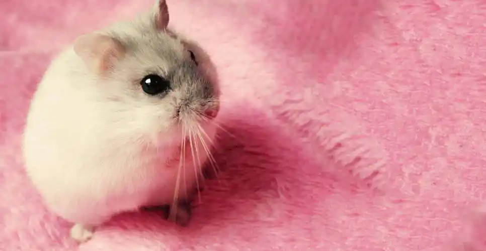 世界上最可爱的仓鼠,最理想的宠物鼠,可惜寿命只有两年_利亚_因为