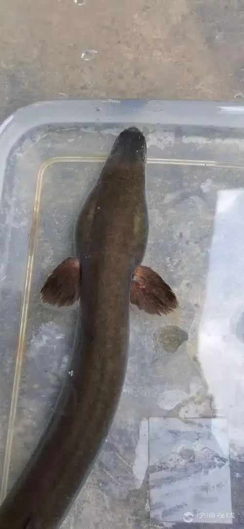 野生山坑鳗鱼.
