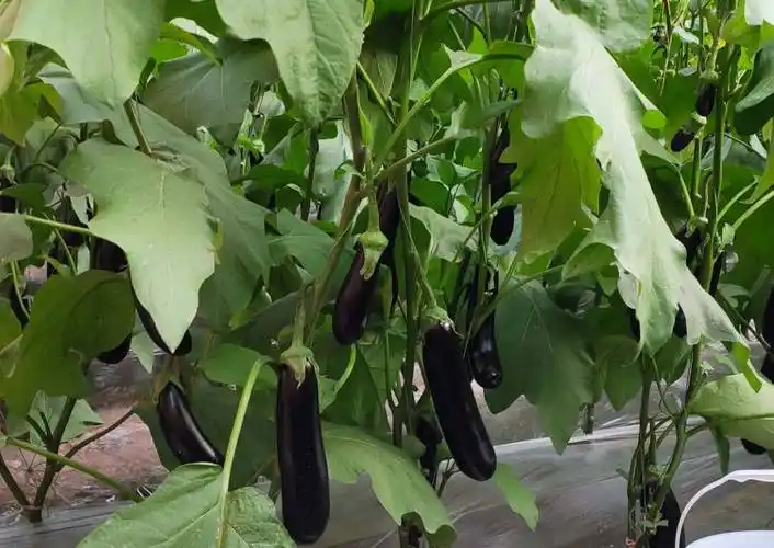 有哪些管理方法让茄子结果多不早衰