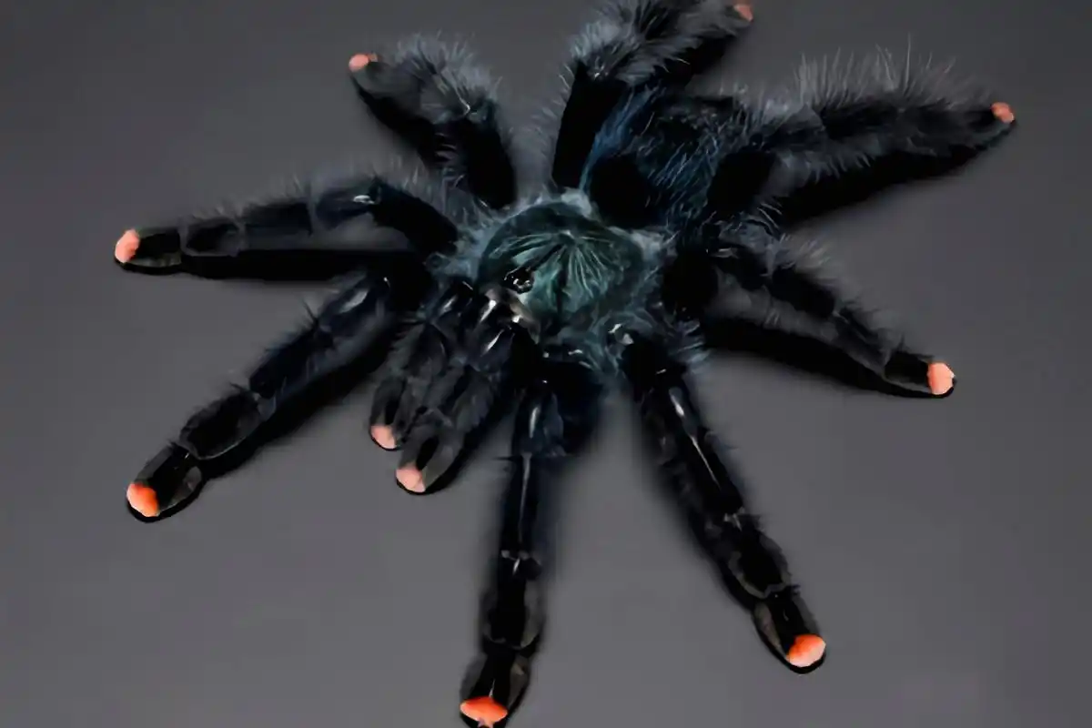 每天认识一种动物——圭亚那粉趾蛛 圭亚那粉趾蛛是蜘蛛目,捕鸟蛛科