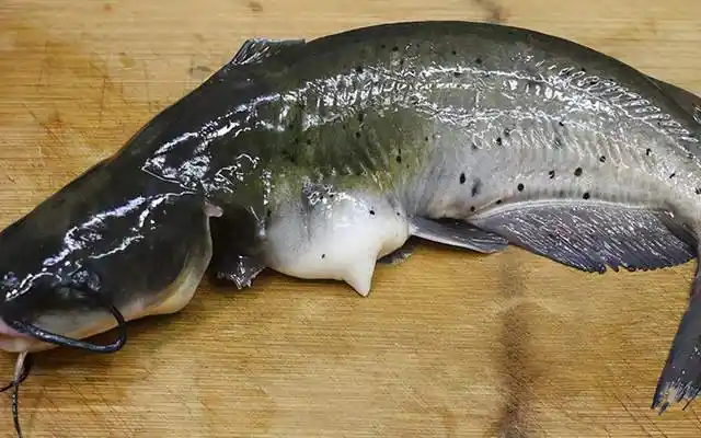 1条钳鱼,加1块豆腐,天冷了就这样吃,嫩滑鲜美,营养又暖和