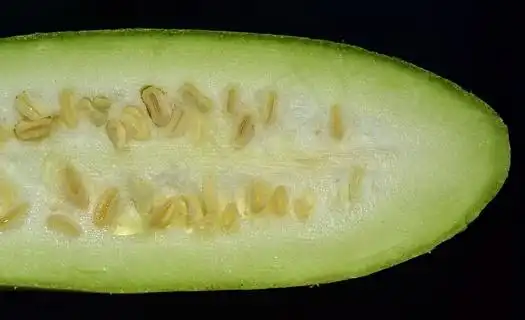 切开蔬菜西葫芦48004100px300dpi