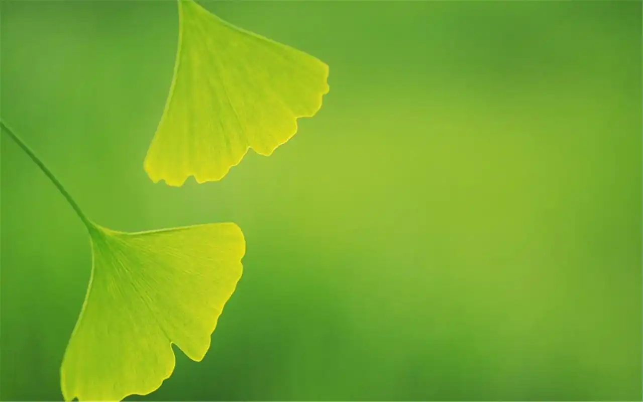 首页 桌面壁纸 绿色叶子清新护眼精选高清电脑壁纸图片下载上一张下一