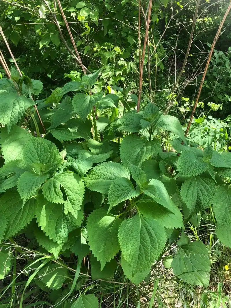 蓝萼毛叶香茶菜 在京西古道马蹄窝发现的古籍本草.