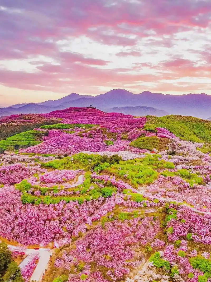 大美中国,贵州省毕节百里杜鹃花,2024年国际杜鹃花节即将到 - 抖音