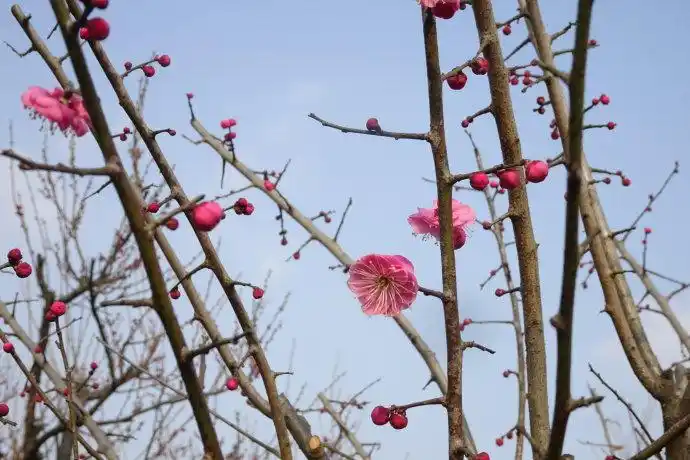 蔷薇科婆裟多姿的梅花舞朱砂
