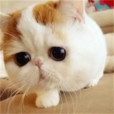 宠物,超萌,高清,优质,可爱,猫咪,相关的头像图片挑选下载