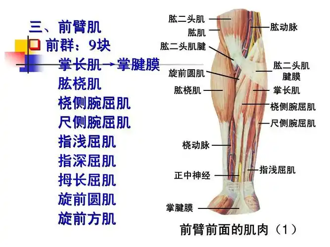 二头肌腱膜掌长肌桡侧腕屈肌尺侧腕屈肌 指浅屈肌 前臂前面的肌肉(1)