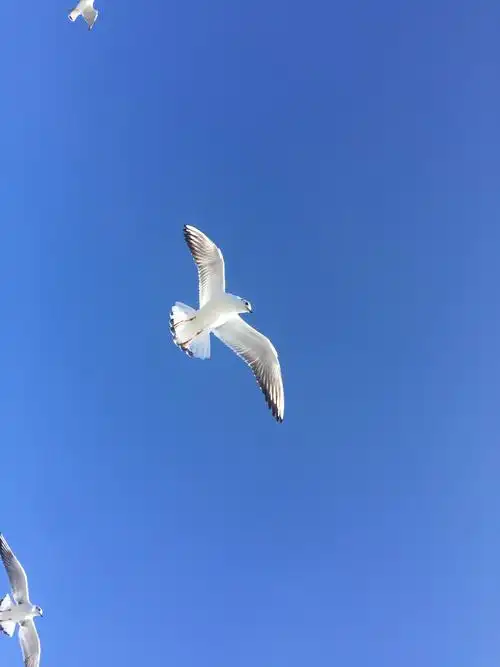 云南耳海蓝天下的海鸥