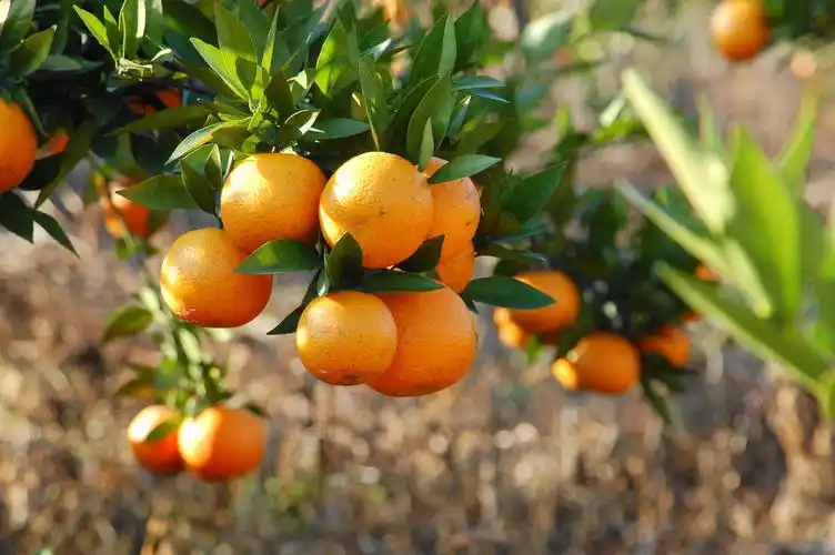 橙子树可以和什么树嫁接? - 江苏丹阳现代农业产业示范园